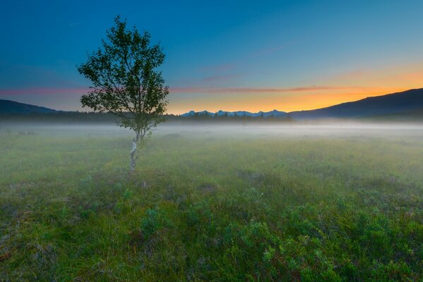 Ein Baum in einem von Nebel umhüllten Feld