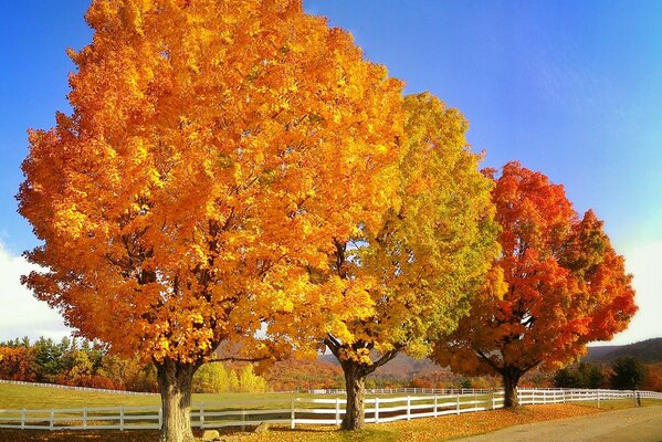 Herbstfarben auf Bäumen und blauer Himmel