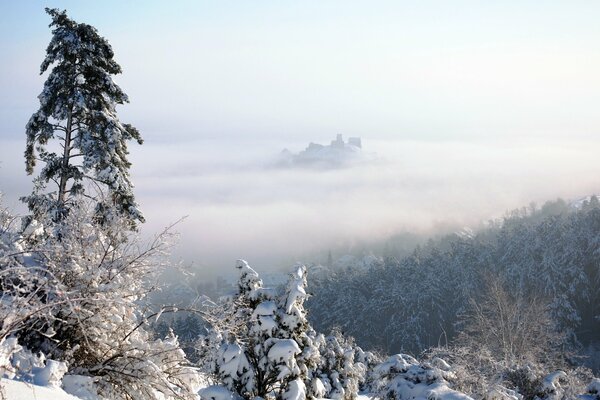 Verschneiter Wald mit Nebel bedeckt