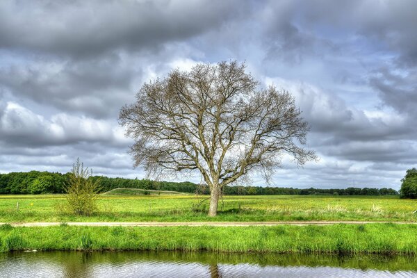 Ein einsamer Baum am Flussufer