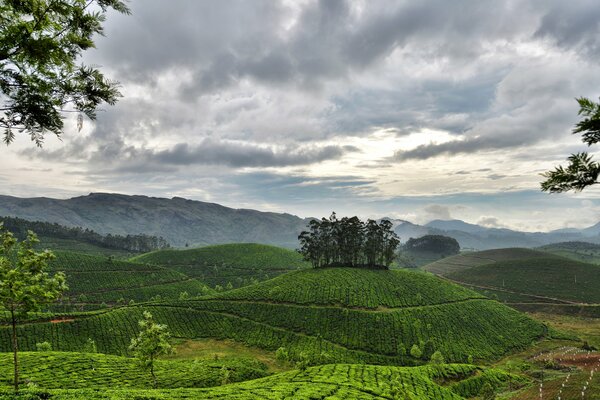 A quiet sunrise on a tea plantation