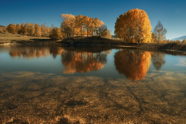 Golden autumn on the river bank