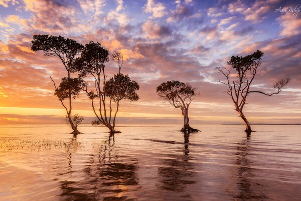 Bäume im Wasser mit Reflexion des Nebai