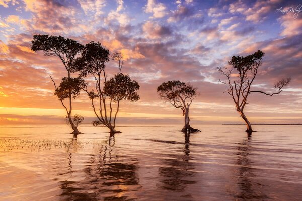 Trees in the water with a reflection of the sky