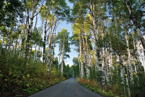 A road going into the distance near birch groves