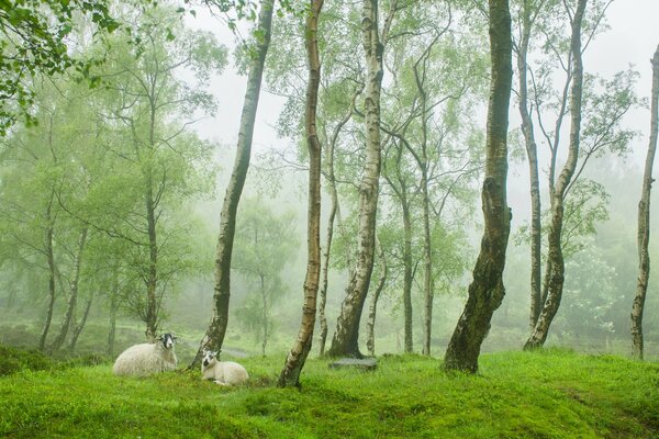 Ovejas en el borde del bosque