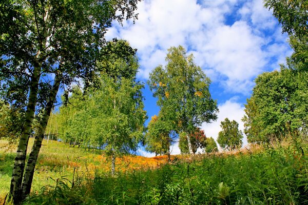 Sommer Natur im Dorf