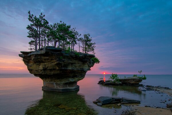 Arbres sur un rocher dans la mer