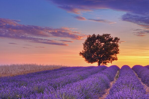 Ein Baum auf einem Lavendelfeld