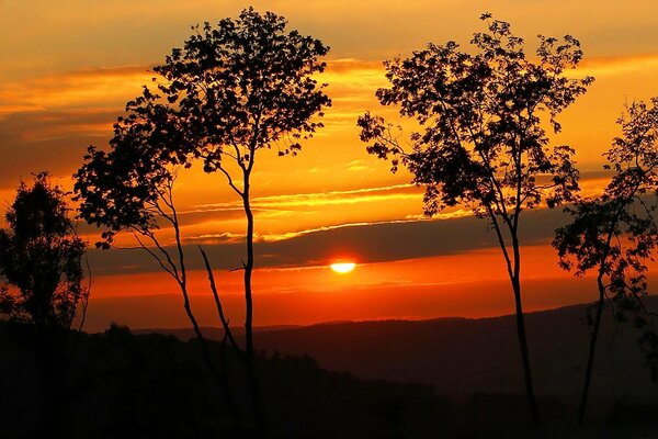 Silhouette der Bäume auf Sonnenuntergang Hintergrund