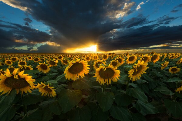 Sonnenblumen auf Sonnenuntergang Hintergrund