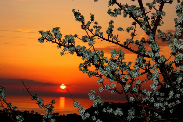 Arbre en fleurs sur fond de coucher de soleil magique