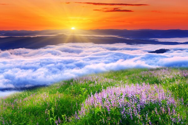 Bellissimo paesaggio estivo sotto il cielo blu. Lavanda in fiore