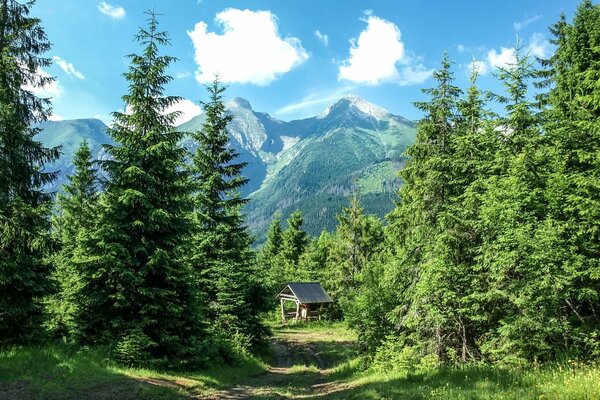 A well in the forest at the foot of the mountains