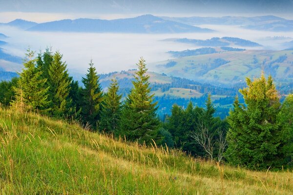 Alberi di Natale verdi soffici sul pendio