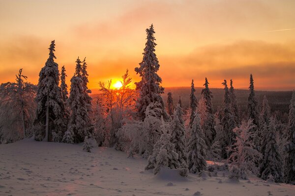 Snow-covered fir trees meet the sunset