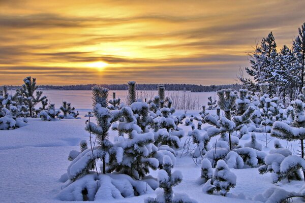 Arbres dans la neige sur fond de coucher de soleil