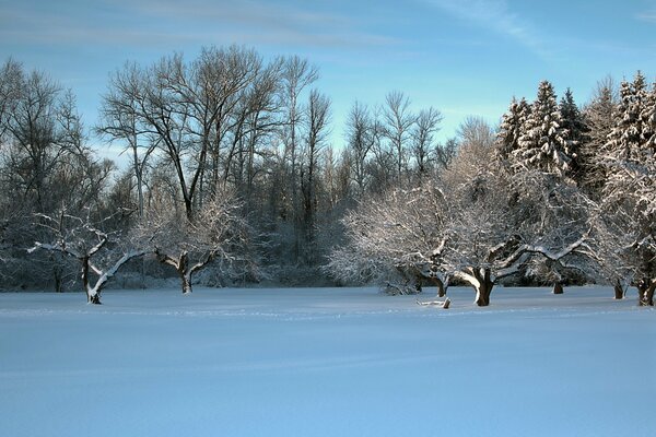 Śnieżne pole z drzewami