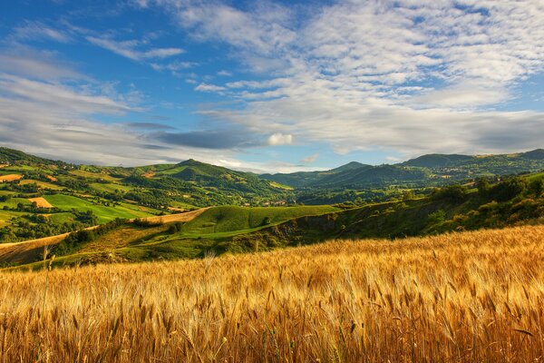 Campo de trigo entre verdes colinas, bajo el cielo azul de verano