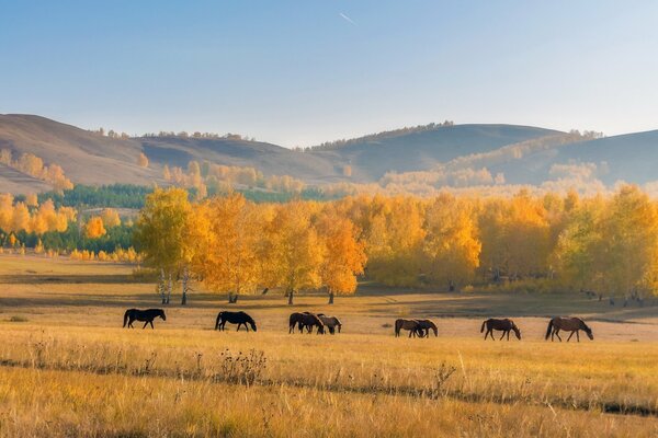 Cavalli al pascolo nella natura in autunno