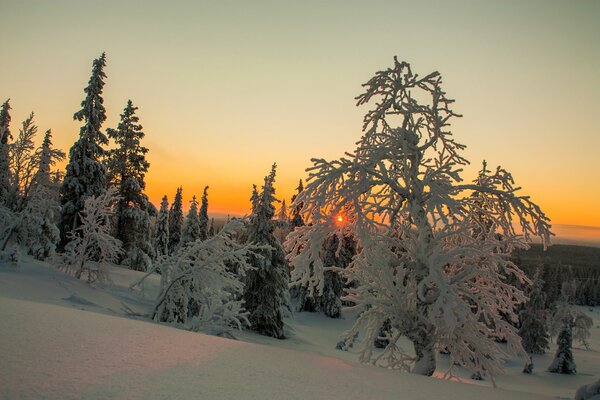 Winter in Finland. Trees in the snow