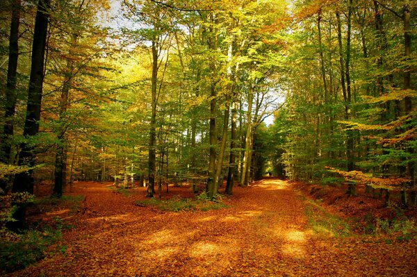 Herbstliche Landschaft mit Sonnenstrahlen