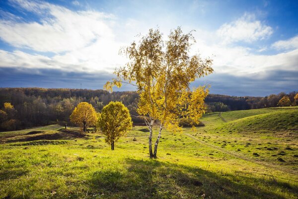 Paysage de bouleau automne dans le champ