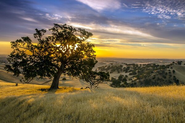 A lonely oak tree in the middle of a wheat field