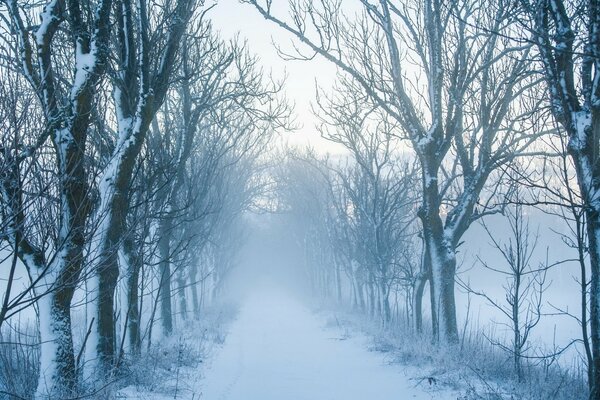 Ein schmaler Weg in einen nebligen Winterwald