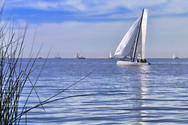 Ein kleines Regatta-Segelboot schwimmt auf dem Meer