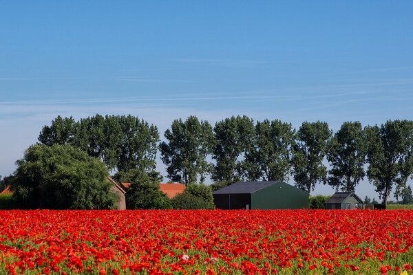 Feld mit Blumen an einem Sommertag