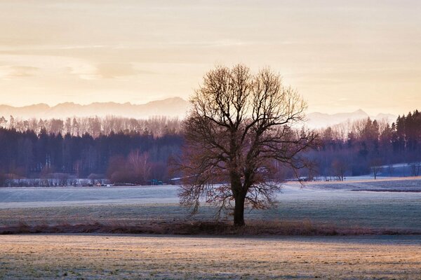 Ein einsamer Baum in einem sauberen Feld