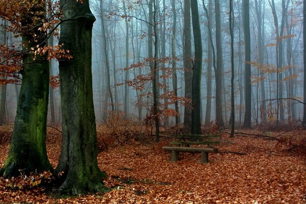 Heller Wald in gefallenen Herbstblättern