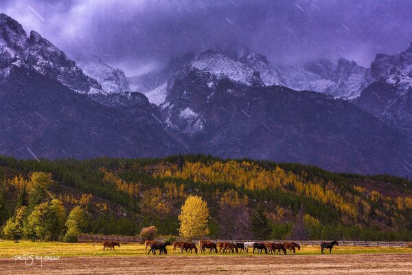 Una mandria di cavalli sullo sfondo di un parco nazionale nel Wyoming