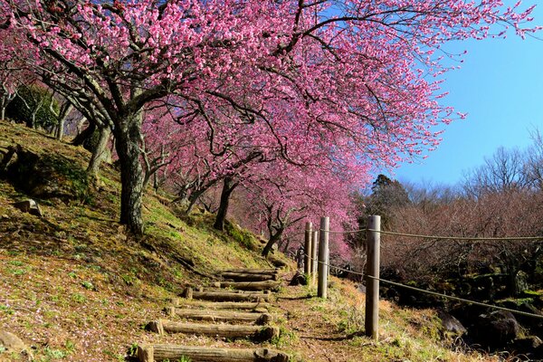 Ladera de montaña con flores de cerezo