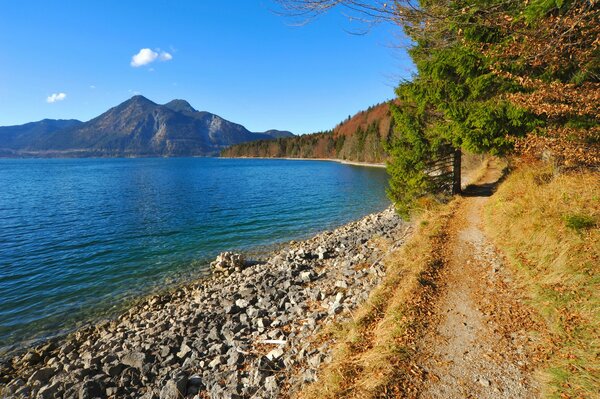 Alberi autunnali in riva al lago