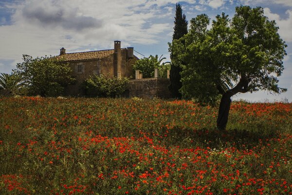 Garden with poppies near the house in Spain