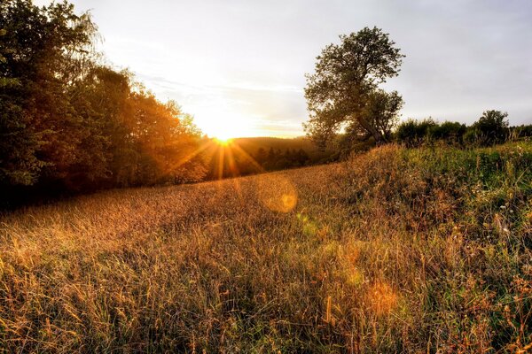 Die Strahlen der untergehenden Sonne erhellen das rötliche Gras