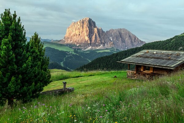 Mountain nature with a blooming summer field