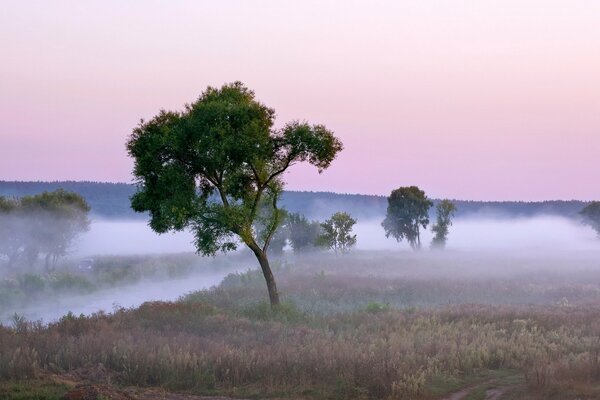 Foggy road on a summer morning