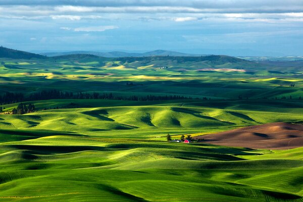 Herbe verte sur fond de ciel clair