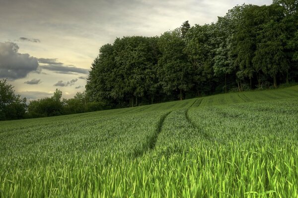 Grünes Feld im Sommer . Die Natur