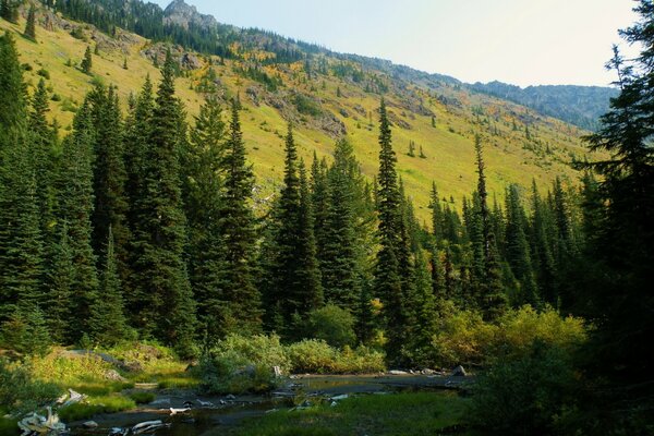 The nature of Washington with a spruce forest