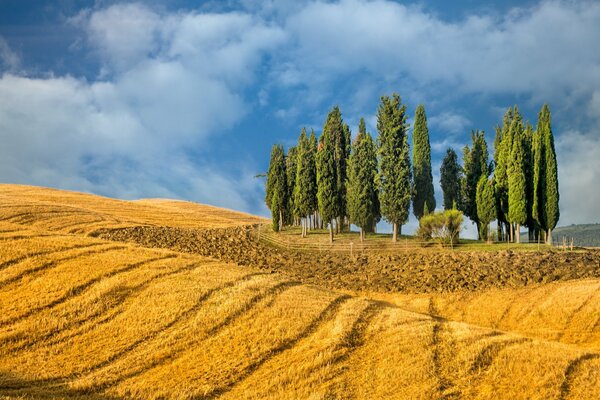 Arbres de paysage dans un champ de blé