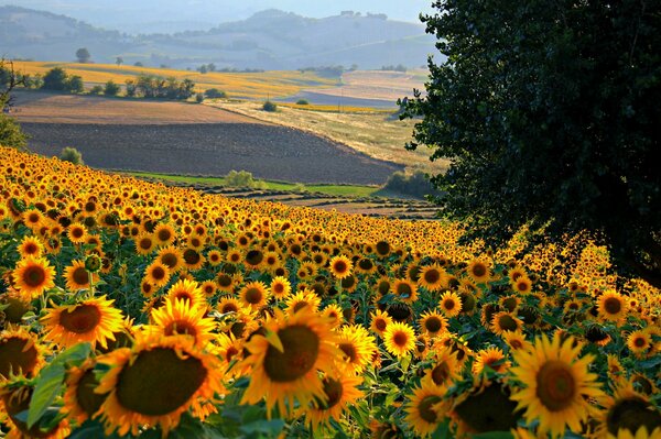 Ein Feld mit Sonnenblumen in einer italienischen Stadt