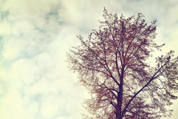 White clouds running away from the tree