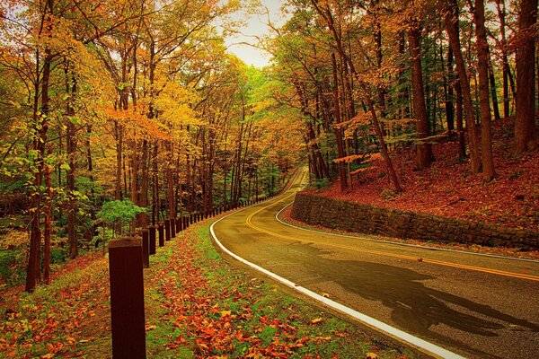 Autumn road, in the middle of the forest