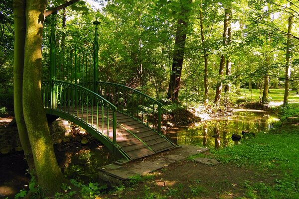 Piccolo ponte nella grande foresta