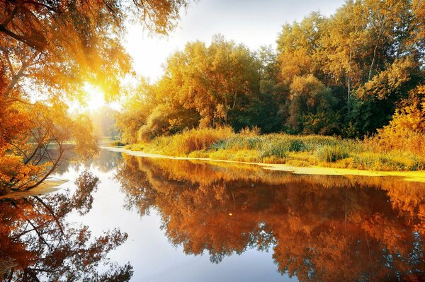 Autumn forest on the lake shore