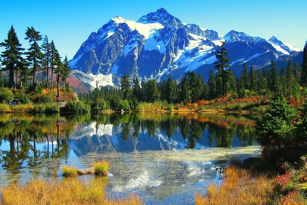 Mountain Lake Nature Christmas trees